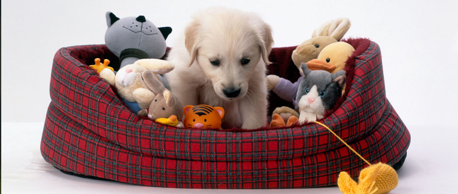Giochi e giocattoli per cani - come scegliere quello giusto per il vostro cane